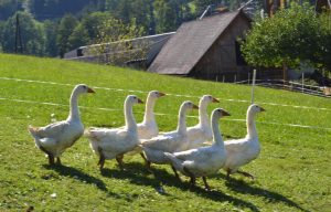 Weidegänse von Erich Wechtitsch aus Eibiswald