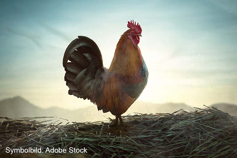 Gaumenfest 3.0 geht online Gaumenfest 3.0 geht online